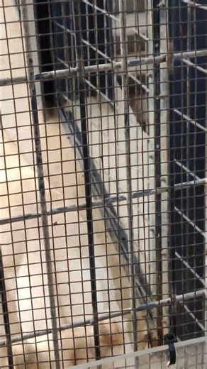 貰邪🤧㉝ホワイトライオン・しろじし・白獅子・リズムちゃん・沖縄こどもの国・・・White_Lion・Okinawa Zoo & Museum(20260223)