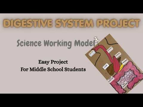 How to Make a Digestive System Working Model Using Cardboard | DIY Science Project #tlm #diy #school