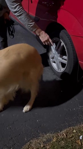 THANK YOU Little Caesar’s Pizza @ 21019 Farmington rd for letting Scent Class use your car to search for odor (QTip under tire) we appreciate you!  Toby 瑩 doing AKC Scent Work Novice Exterior search  | Bark Ave Grooming and Training | Facebook