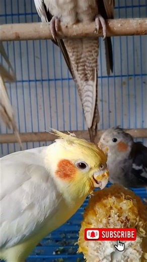 Cockatiel Birds Breeding pair | Cockatiel Bird Food #Cocktail Parrot Male Female l Lutino cokatel