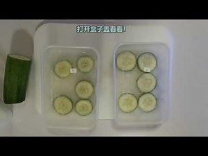Simple experiment to do at home - Cucumber 's reaction with salt 简易居家实验 - 黄瓜加盐的反应