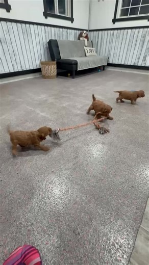 Rivers Edge Cavapoos on Instagram: "Look what an amazing playtime! 😇😍 #cavapoo #cavapoolove #cavapoos #cavapoogram #cavapoolovers"