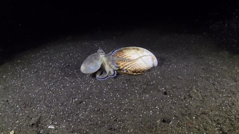 Coconut Octopus Invites Suitor Inside Cozy Shell Home
