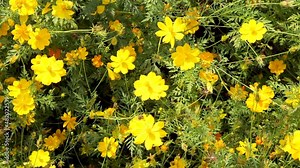 Top view of Yellow cosmos flower and dark yellow cosmos flowers in the garden.