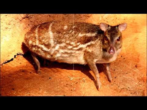 MOUSE DEER
