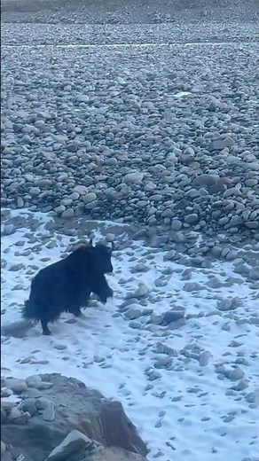 Yak is also known as the Tartary Ox. 🐂 King of Snow