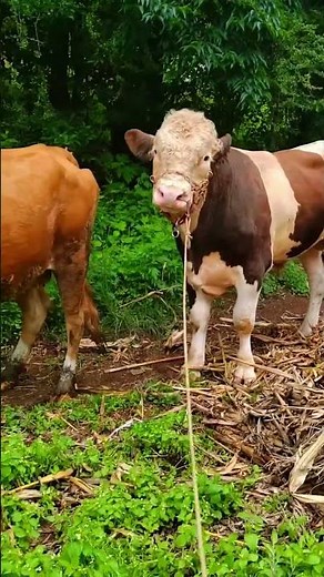 Daily life diary of a rural cattle farmer #77