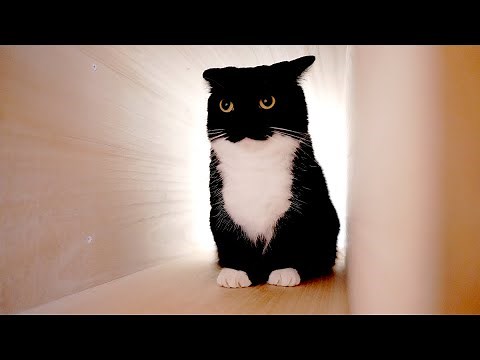 【4K】うには最強ということを証明してくれました Uni proves itself perfectly in this video that he is the strongest.