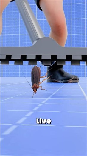 Why You Should Never Vacuum a Cockroach 🪳😱 #insects #cockroaches #nature