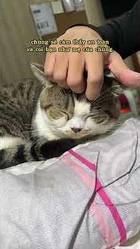 Những cách vuốt ve Mèo mà có thể bạn chưa biết! #cat #pets #chamsocmeo #tieubonday #mèo #thucung