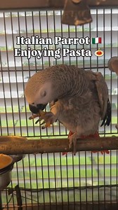 When your bird is Italian Via frank_diesel_ 😁😍🇮🇹💯✌️🤘👌🤌👍 #Pasta #Italianbird #hardcoreitalians #hardcoreitalian #growingupitalian #authenticitalian #ItaliansAreEverywhere #howudoin #Howyoudoin #fyp #fypchallenge #Italian #Italia #Italy | The Positive Paisan