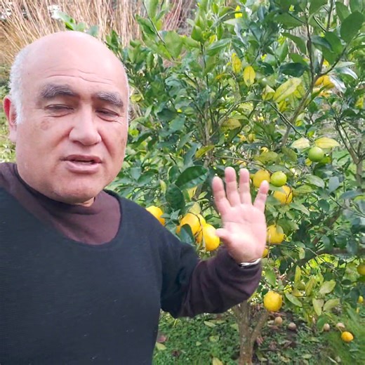 Lemonade tree 🍋 . If you are thinking of planting a citrus tree this Spring consider a Lemonade. We love them and each tree produces heaps of fruit. They grow just like other citrus trees and benefit from an annual prune to keep the fruit within easy picking from the ground 🌳 . #maramataka #growingkaibythemoon #maramatakamaori #gardeningbythemoon #lunargardening #maarakai #nzlife #sustainablelifestyle #tikangamaara #permaculturenz #tipuora #kiwilifestyle #aotearoanz #gardeninglife #lemonadetre