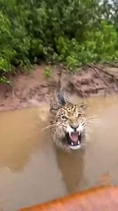 5.1K reactions · 94 shares | Jaguar Attacks Boat, Capybara Escapes! #reels #trending #viral | Stewart Braxton | Facebook