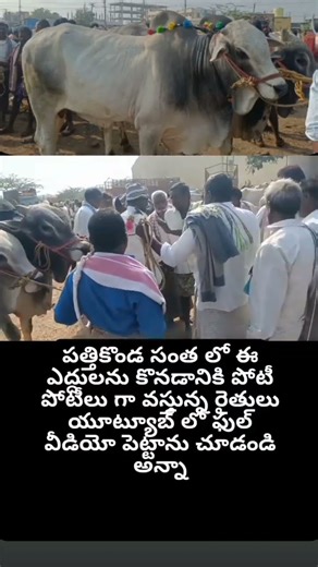 పత్తికొండ సందులో తూర్పు నాటు కోడెలు ఎలా ఉన్నాయో చూడండి అన్నా#bullworker