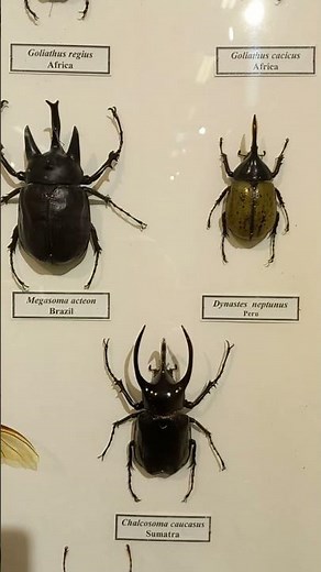 Collection of Tropical Beetles Scarabaeidae, Coleoptera: Awesome Dynastes, Megasoma. Nature Museum.