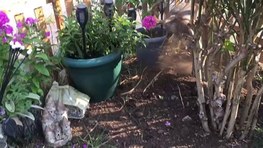 17K views · 472 reactions |  Meet Bridie, the Greyhound Gardener! ...