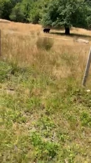A small herd of sheep fell victim to a bear attack Wednesday afternoon. On Wednesday, July 26, 2023, at approximately 1 pm, a passerby saw a black bear attack a herd of sheep in the 4000 block of Prospect Lake Road. The passerby was able to scare the bear away into the nearby forested area. Once he contacted the owner of the farm, it was learned that one of the sheep had been injured. Saanich Police are reminding those that have livestock in the area to be mindful. This was the first reported be