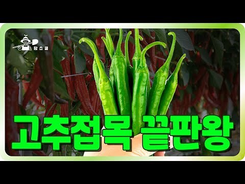 고추 접목의 끝판왕! 토종고추 튼튼하게 키우는 비법 대공개