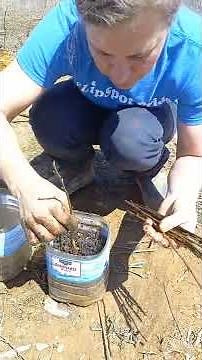 🫐 How To Propagate Blueberries