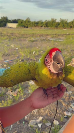 Parrotholic on Instagram: "5-Month-Old Buffon Macaw In Training #parrot #parrotlife #parrotlover #parrotvideo #parrottraining #pet @_laannncccceeeee"
