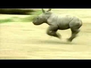 Run Rhino Run
