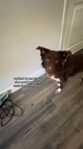 Almost out of crate bounding 🥹 (@the_mangy_mutts you can see her sit it’s actually so bad 😭) #fyp #roux #dogcommunity #adok_tseb_eht #dogsoftiktok