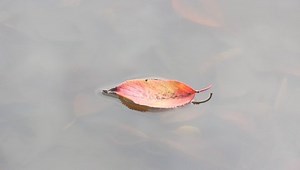 Fallen Leaf Floating Water Stock Footage Video (100% Royalty-free) 1058158162 | Shutterstock