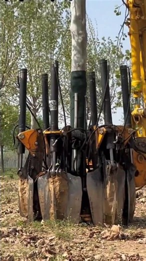Digging Up a Tree with a Hydraulic shovel.