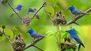 Black Naped Monarch Chirping ! birds Call ! Monarch Sound ! Blue Flycatcher ! Bird Song ! Flycatcher Chirping ! Nature Sound! Relaxing Music With Bird Sounds ! Black Naped Monarch Call ! Black Naped oriole Bird sound #blueFlycatcherBirds #BlackNapedMonarchChirping #MonarchChirping #BirdVideo #Birdsound #BirdSong #relaxingMusicWithBirdSounds #birdwatching #shortsfeed #wildlife #birdphotography #animals #Birdphotographygear #world'sAmazingpictures | World's Amazing pictures