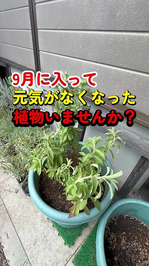 コガネムシ幼虫のチェックポイント