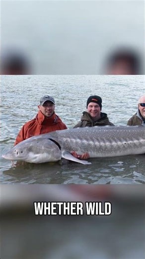 Farmed vs Wild Fish. Taste & Supply Secrets You Need to Know!