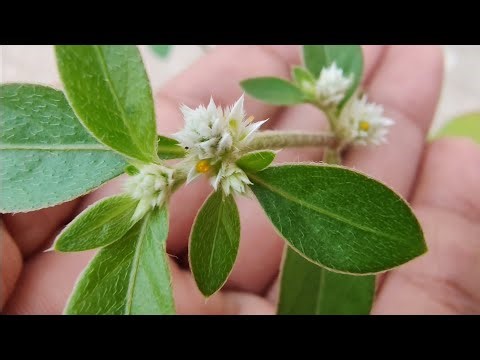 Looking at flowers of an Alternanthera plant | Garden weed