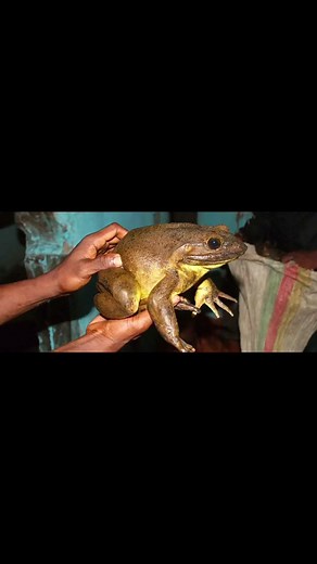 Discover the Shocking Size of Earth's Largest Amphibian! 🌿📹 #WildlifeWonders #GoliathFrog #coolfacts #giantgentle