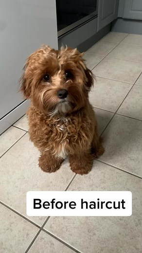 What do you think! #puppygroom #cavapoo #doghairtransition #groom #puppycut #dog #cavapoopuppy #dogsofttiktok #cavapoosoftiktok