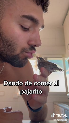 Consejos para alimentar a un pajarito bebé