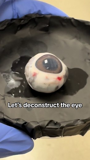 Exploring Ocular Anatomy: The Eye Dissection Process