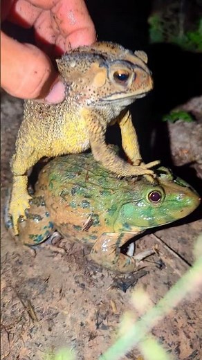 Funny frogs compilation for laugh | Catch frogs for fun | Frogs make you laugh