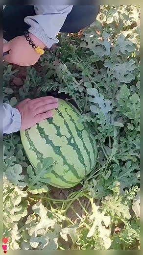 cco1116 (@cco1116)’s videos with original sound - cco1116