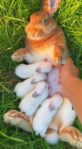 What You Don't Know About Rabbit Nursing Habits Will Surprise You
