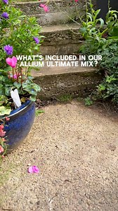 85K views · 132 reactions | Special Offer: 100 Alliums for just £20! | Hayloft | Facebook