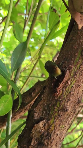 【【26 06 29】昆虫観察】タブノキの樹液を食べているカナブン