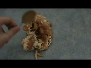 How To Correctly Serve a Burnt Omelette