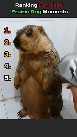 PRAIRY DOGS ARE ADORABLE!