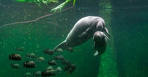 10 Fascinating Facts About Manatees