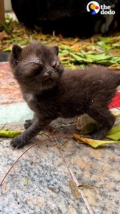 562K views · 10K reactions | Woman rescues two cats ... and now their favorite thing is to interrupt Mom's video games  | The Dodo | Facebook