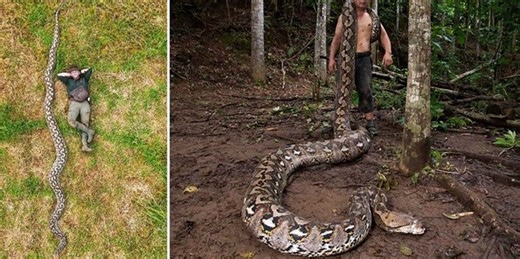 The longest snake ever recorded is measured