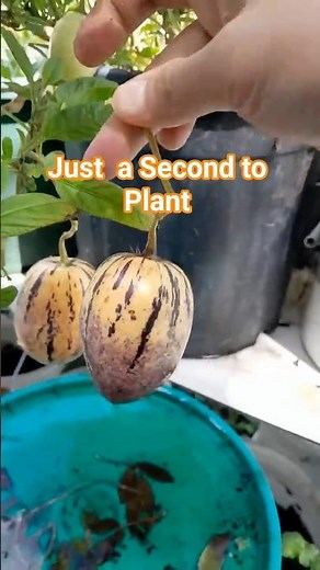 How to Grow Plant Pepino in Seconds! #grow #plant #pepino #garden #short