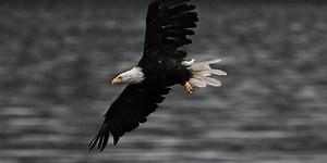 Opinion | ‘On Eagle’s Wings’: Comfort and Translation