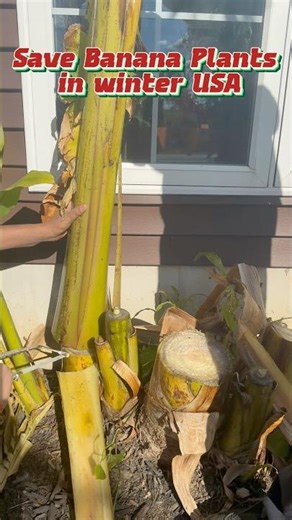 Save plants in winter 🥶 ❄️ USA 🇺🇸