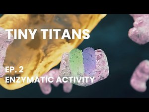 TINY TITANS - Episode 2: Enzymatic activity